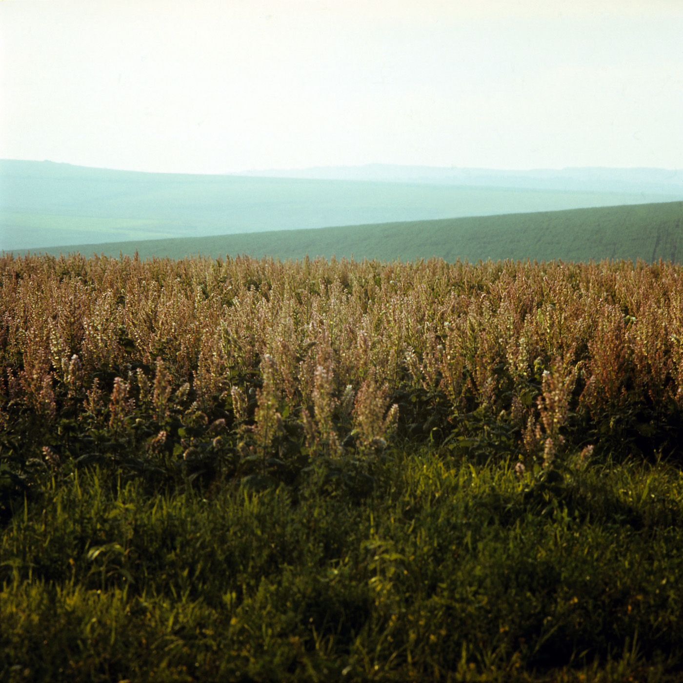Image of Salvia sclarea specimen.