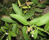 Salix × eriophora. Часть ветви. Чувашия, г. Чебоксары, отсыпка щебня вдоль уреза воды Чебоксарского вдхр. 11.07.2011.