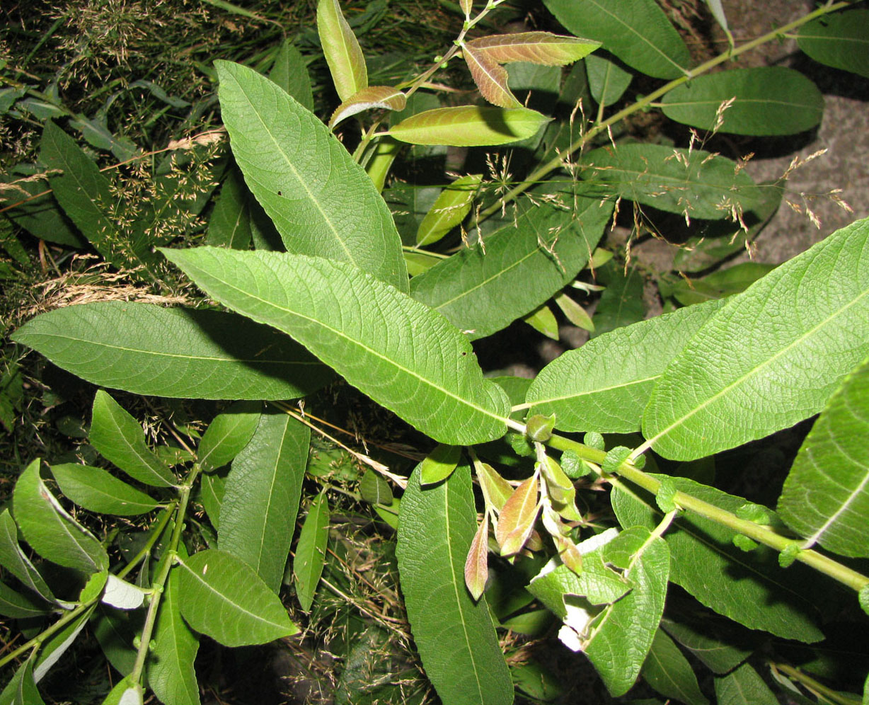Image of Salix &times; eriophora specimen.
