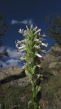 Lagotis integrifolia