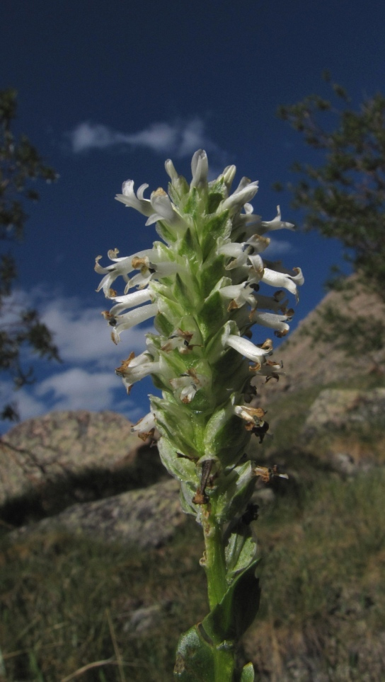 Изображение особи Lagotis integrifolia.