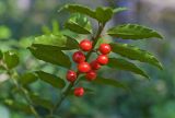 Ilex rugosa. Ветвь с плодами. Сахалин, Поронайский р-н, р. Гастелловка. 01.06.2011.