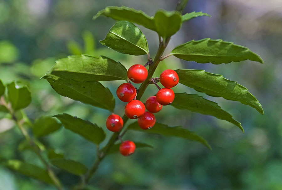 Image of Ilex rugosa specimen.