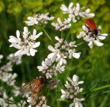 Coriandrum sativum