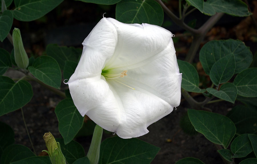 Изображение особи Datura innoxia.