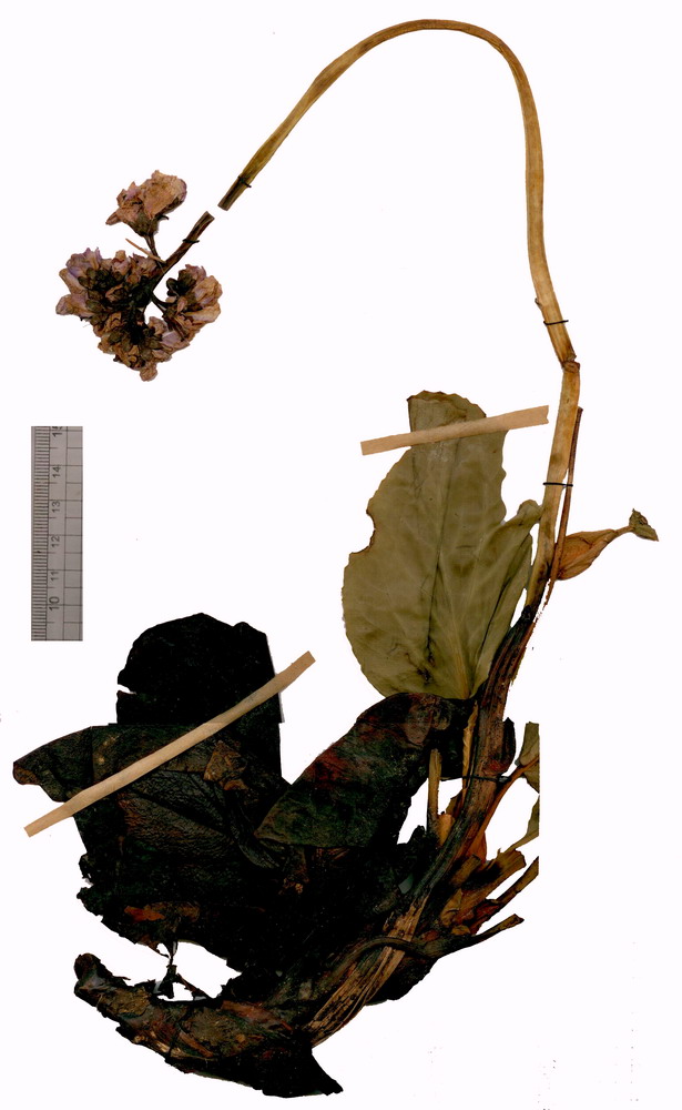 Image of Bergenia crassifolia var. sajanensis specimen.