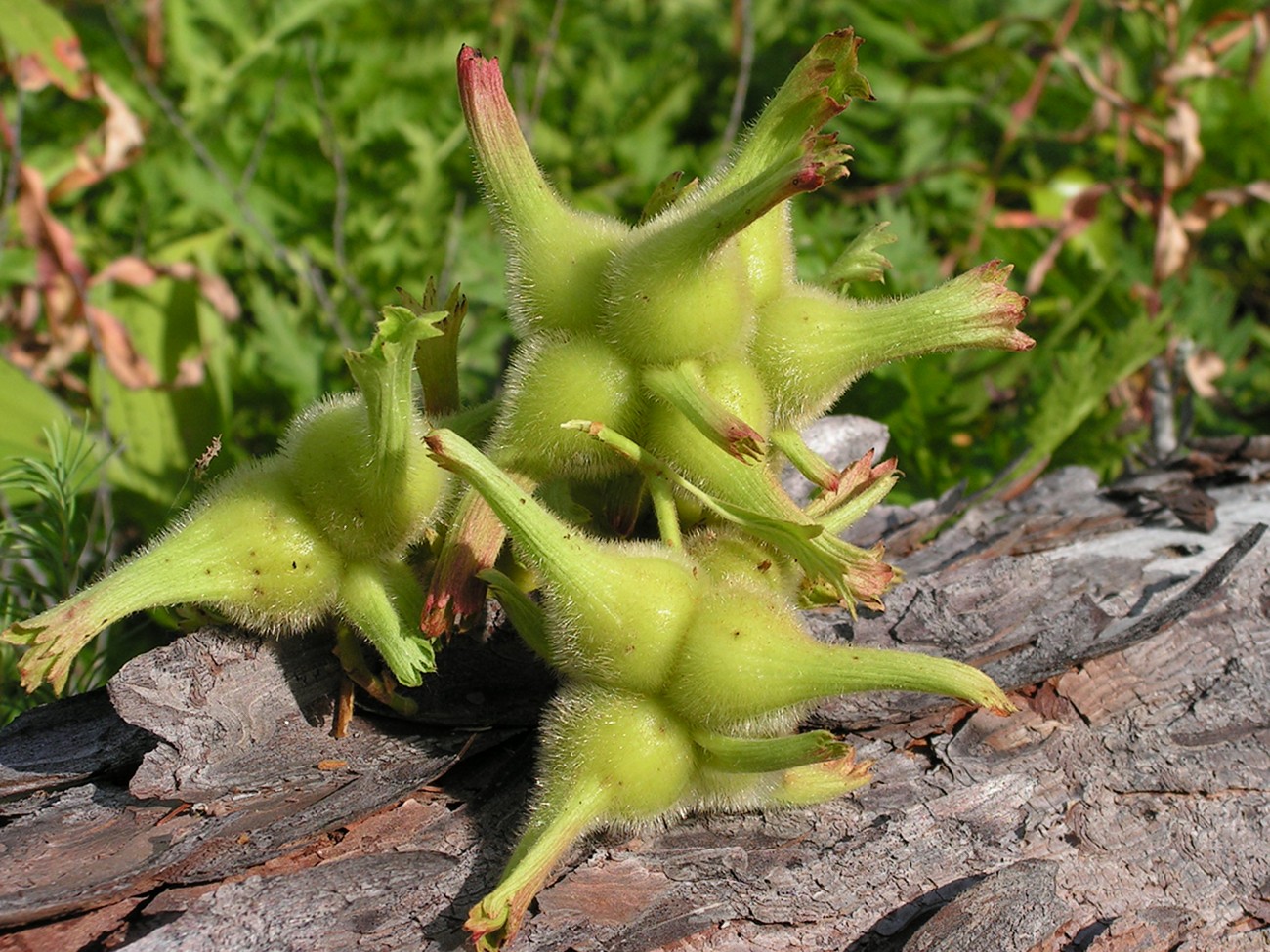 Изображение особи Corylus mandshurica.