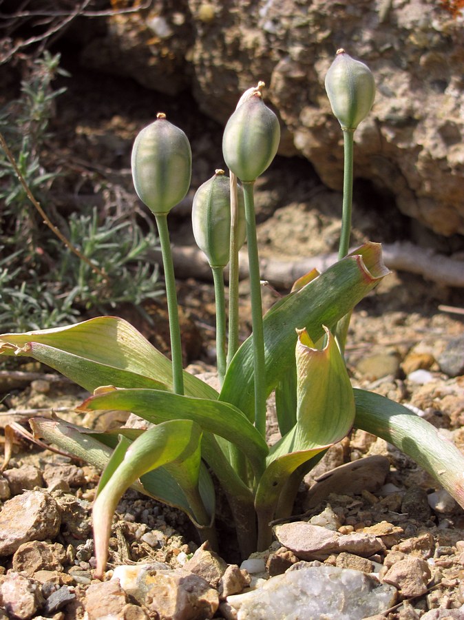 Изображение особи Tulipa biflora.