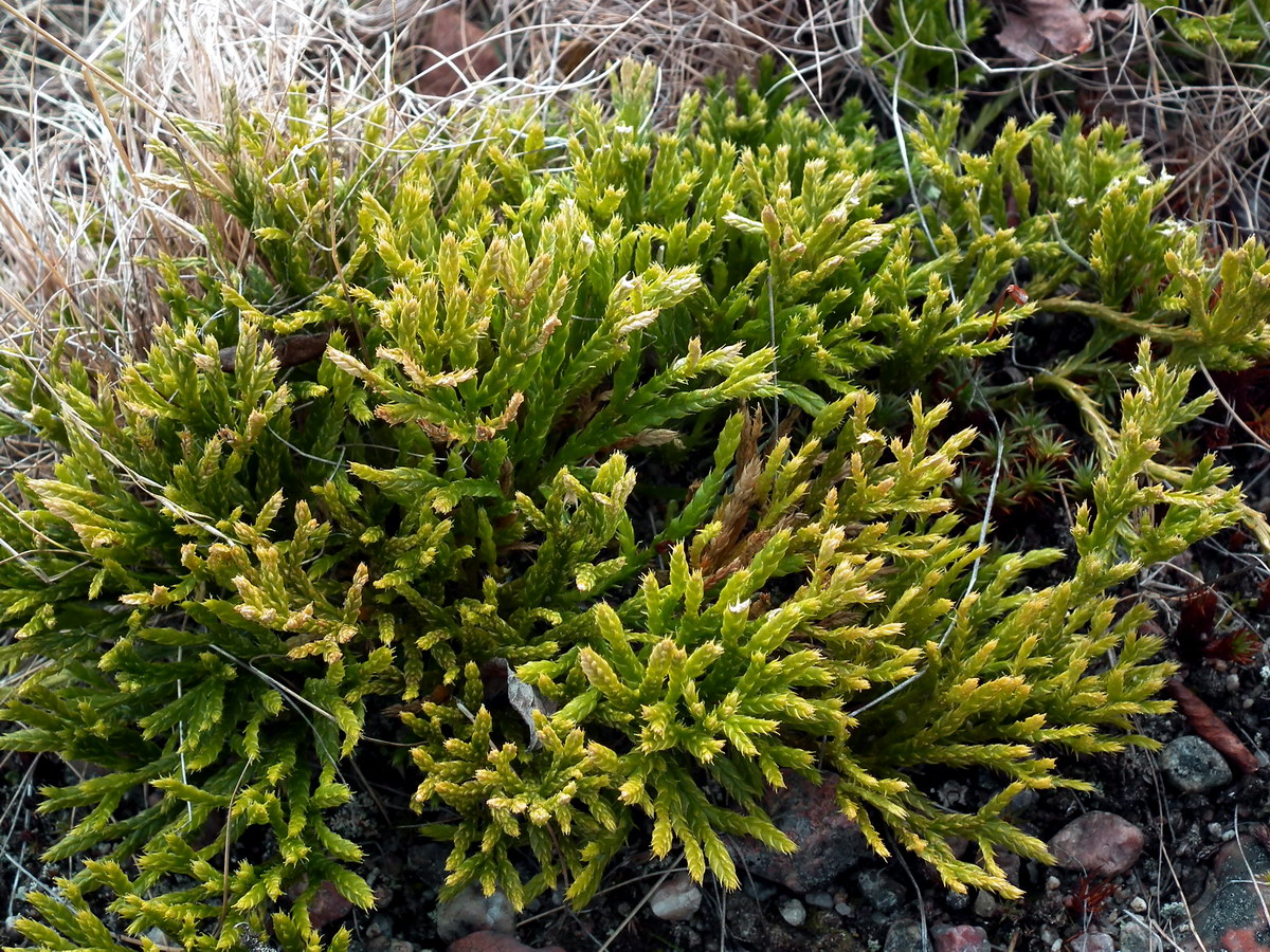 Image of genus Diphasiastrum specimen.