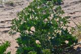 Crambe maritima