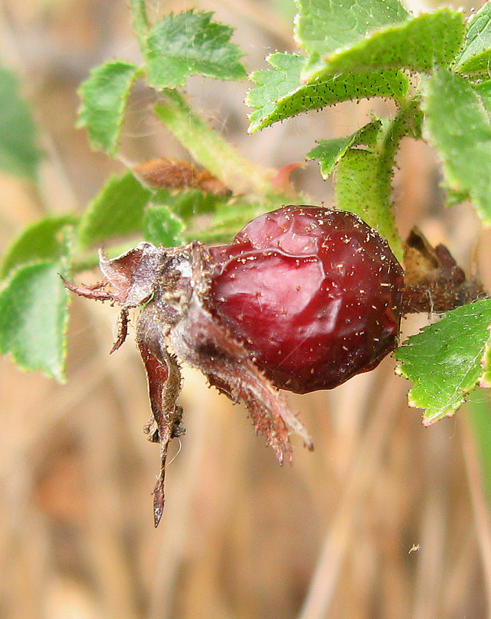 Image of Rosa bordzilowskii specimen.