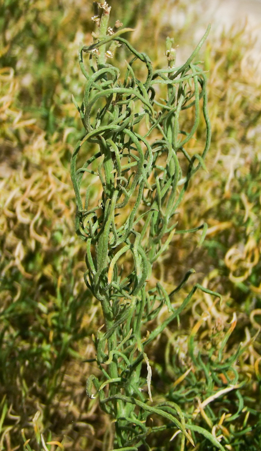 Image of Reseda muricata specimen.