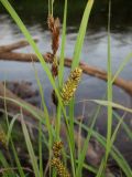 Carex riparia