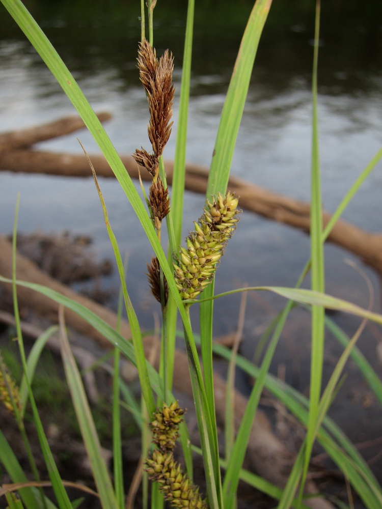 Изображение особи Carex riparia.