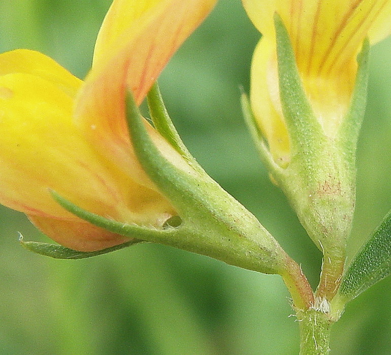 Изображение особи Lotus frondosus.
