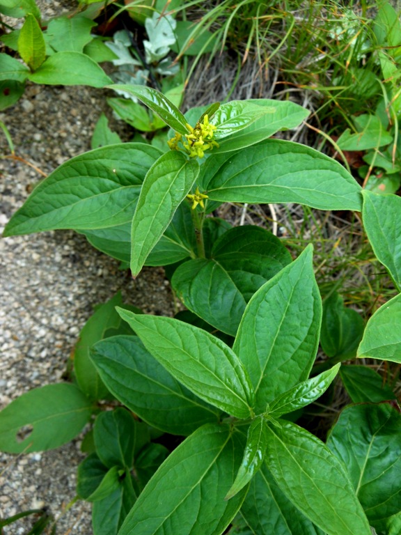 Image of Vincetoxicum inamoenum specimen.