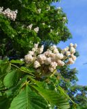 Aesculus hippocastanum. Верхушки ветвей с соцветиями. Украина, г. Киев, Национальный ботанический сад им. Н.Н. Гришко. 11 мая 2012 г.