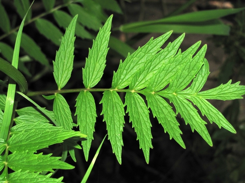 Изображение особи Valeriana officinalis.