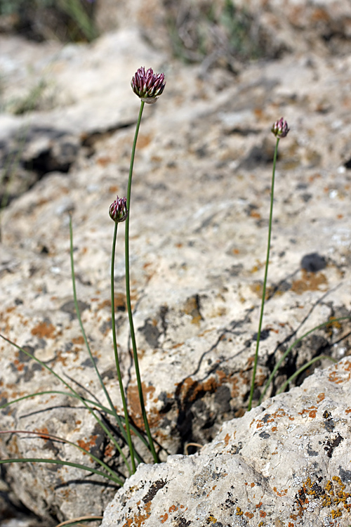 Image of Allium inconspicuum specimen.