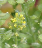 genus Alyssum