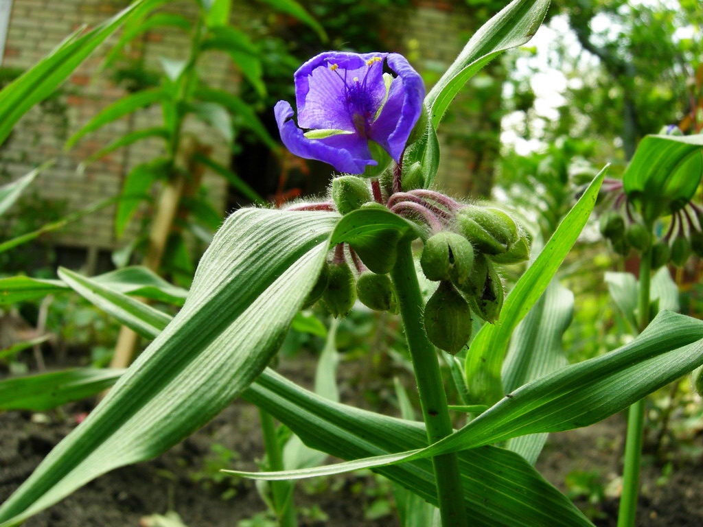 Изображение особи Tradescantia virginiana.