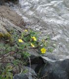 Dasiphora fruticosa. Ветвь с цветками. Забайкалье, хр. Кодар, река Хадатканда. 25 июля 2012 г.