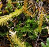 Selaginella selaginoides. Вегетирующее растение. Испания, автономия Арагон, провинция Уэска, горный массив Пиренеи, долина Бухаруэло (Valle de Bujaruelo), берег реки Ара, 1380 м н.у.м.