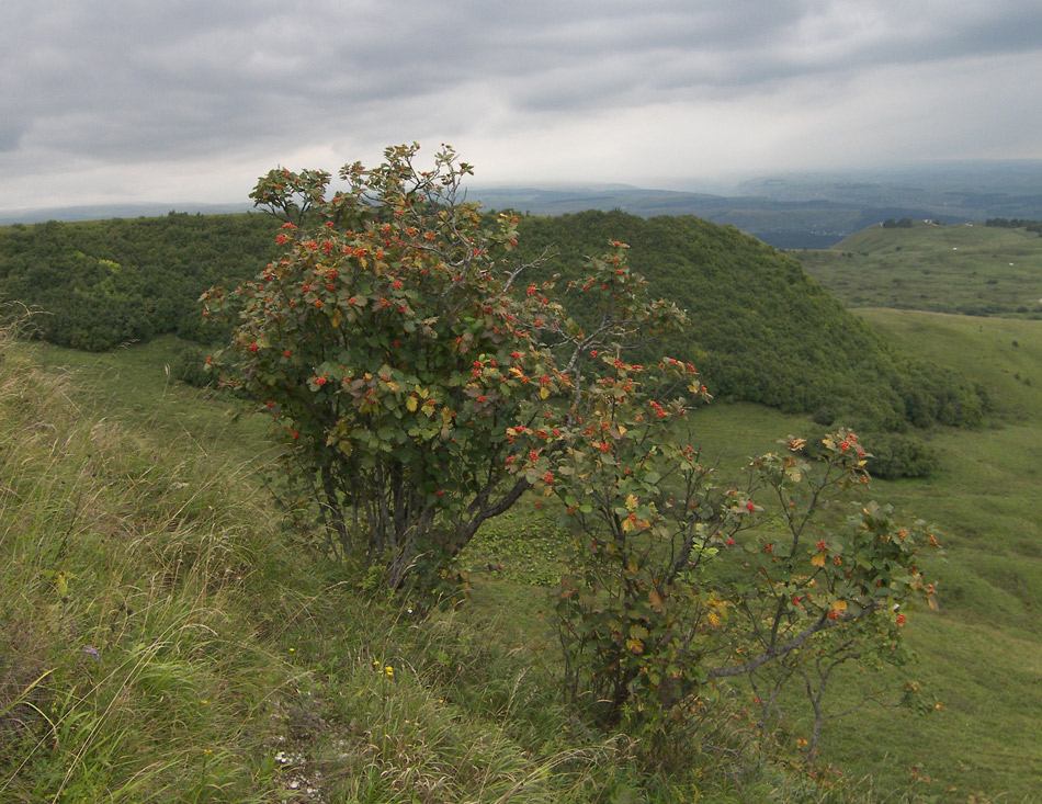 Изображение особи Sorbus caucasica.