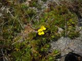 Draba scabra. Цветущее растение. Карачаево-Черкесия, верховья р. Муха, Мухинское озеро. 3000 м н.у.м. 02.09.2012.