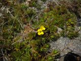 Draba scabra. Цветущее растение. Карачаево-Черкесия, верховья р. Муха, Мухинское озеро. 3000 м н.у.м. 02.09.2012.