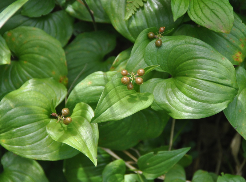 Изображение особи Maianthemum dilatatum.