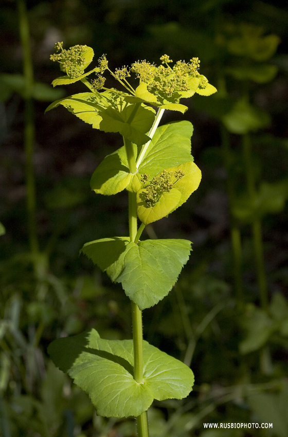 Изображение особи Smyrnium perfoliatum.