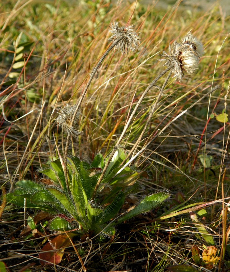 Изображение особи род Hieracium.