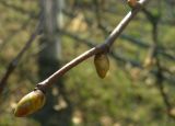 Tilia cordata