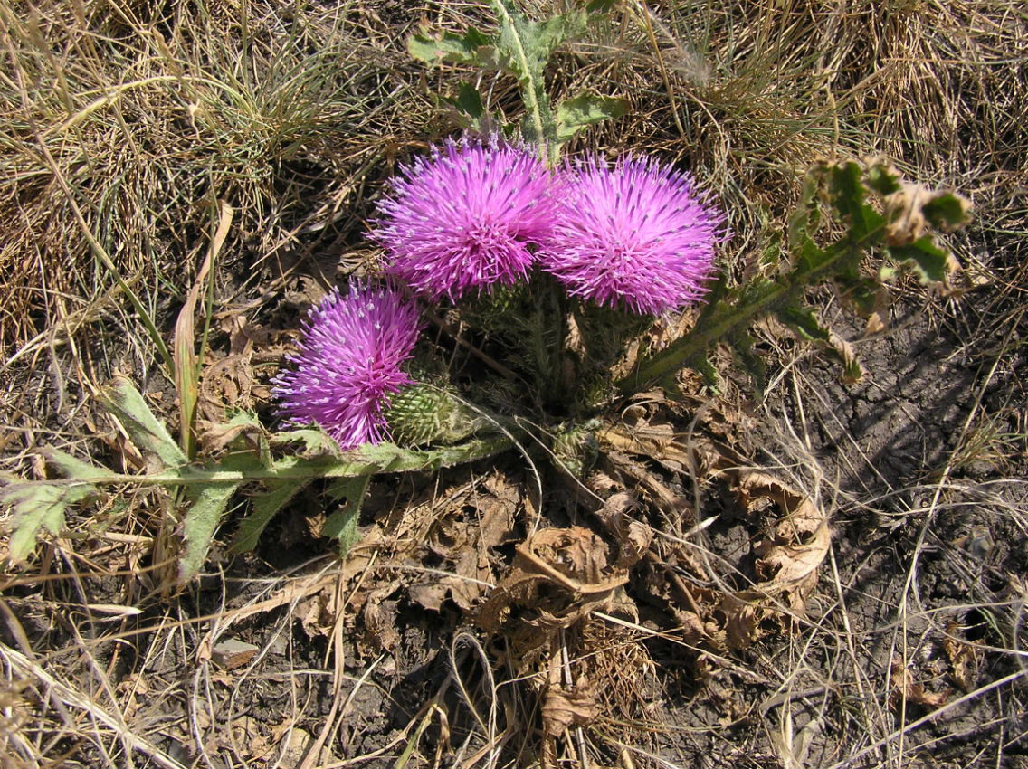 Image of Carduus hamulosus specimen.