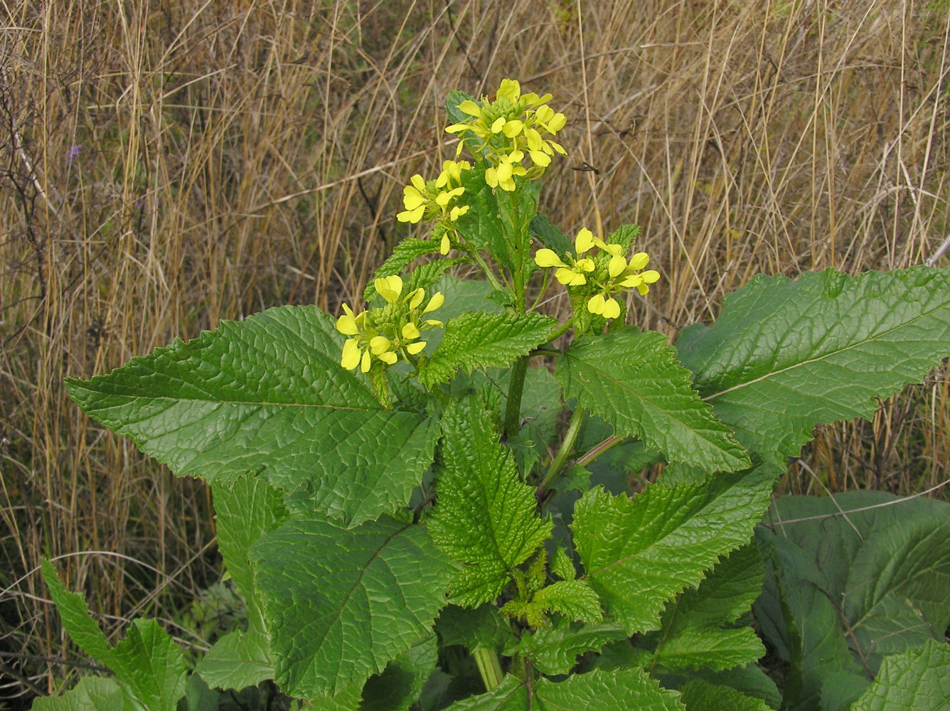 Image of Sinapis arvensis specimen.