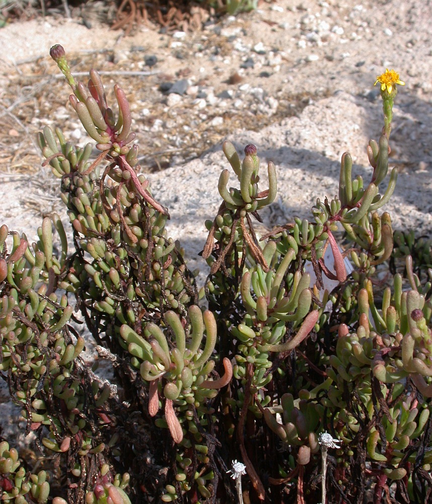 Изображение особи Limbarda crithmoides.