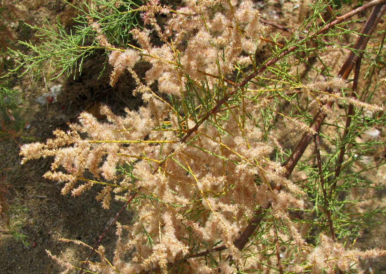 Image of Tamarix gallica specimen.