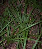 Carex pilosa. Растения под пологом леса. Курская обл., г. Железногорск. 30 июля 2007 г.