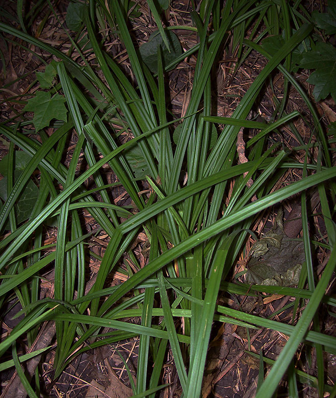 Image of Carex pilosa specimen.