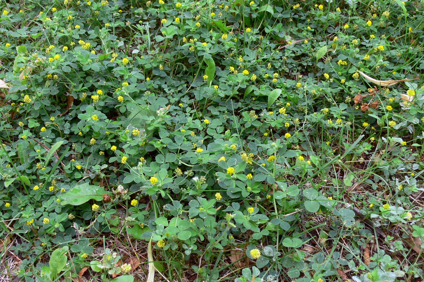 Изображение особи Medicago lupulina.