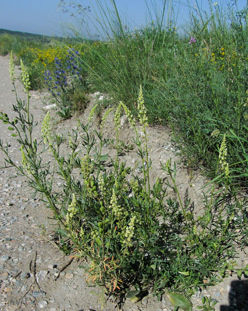 Изображение особи Reseda lutea.