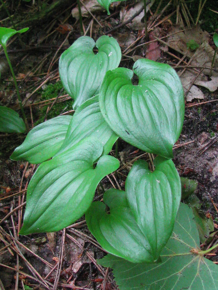 Image of Maianthemum bifolium specimen.