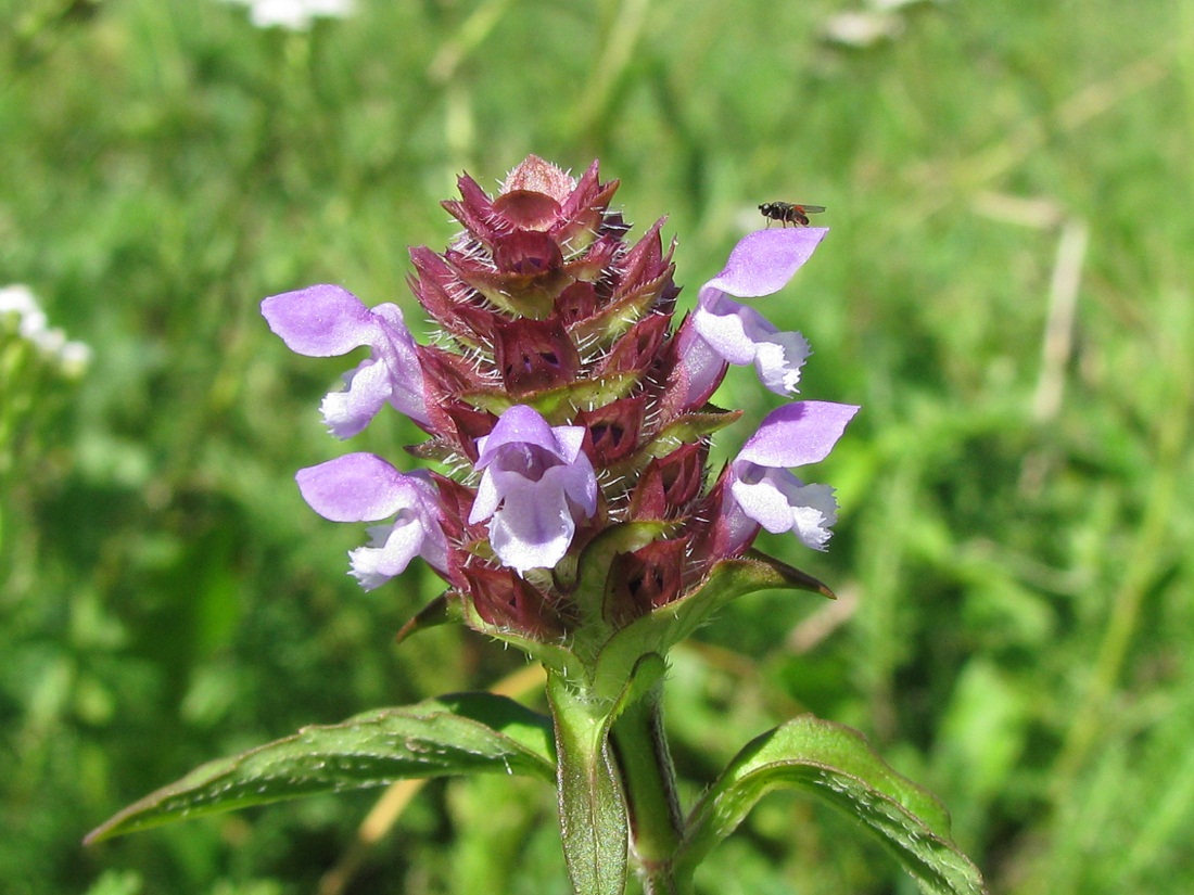 Изображение особи Prunella vulgaris.