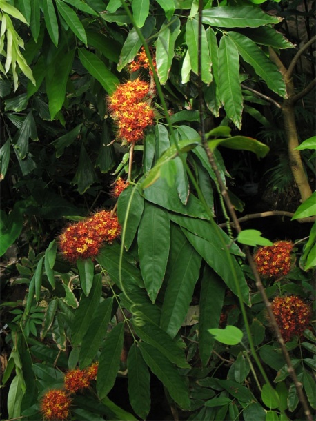 Image of Saraca indica specimen.