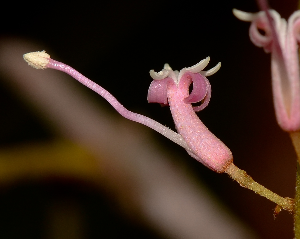 Изображение особи Macadamia tetraphylla.
