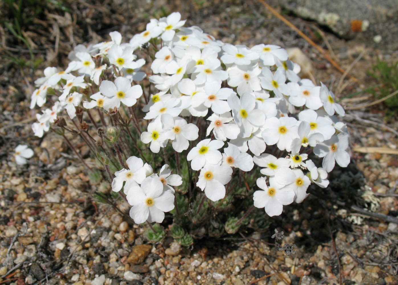 Image of Androsace incana specimen.