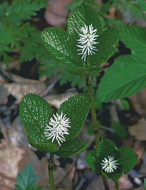 Изображение особи Chloranthus quadrifolius.