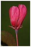 Malus × purpurea