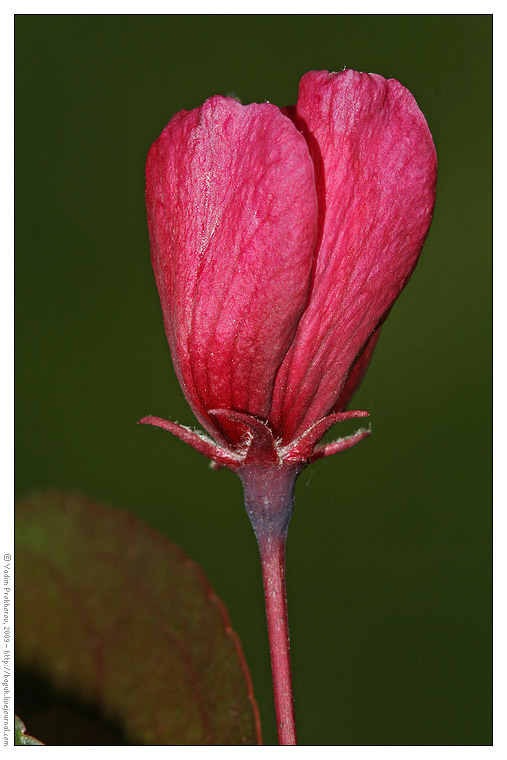 Image of Malus &times; purpurea specimen.